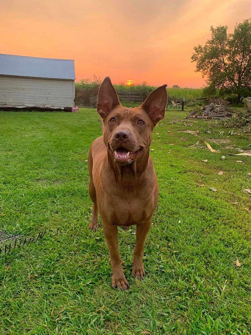 Thai Ridgeback