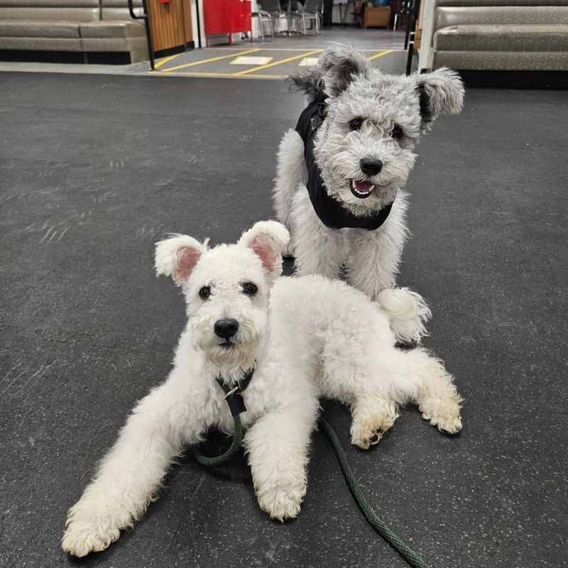 Pumi
