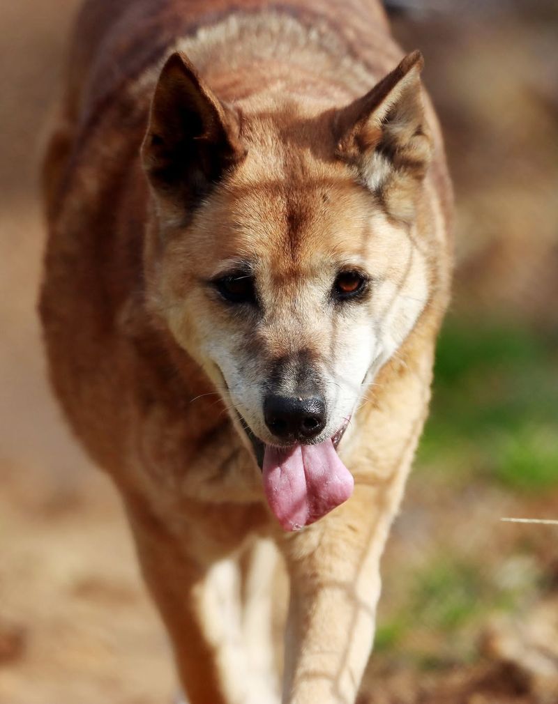 New Guinea Singing Dog