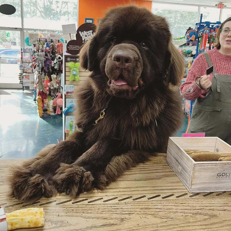 Newfoundland