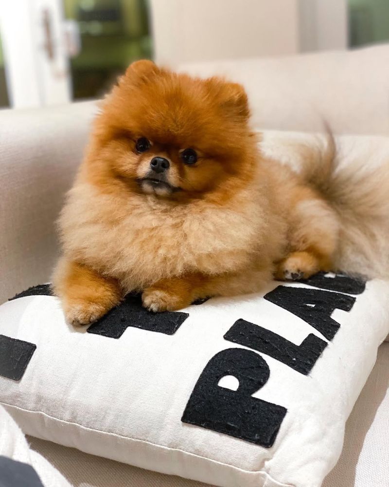 Pomeranian