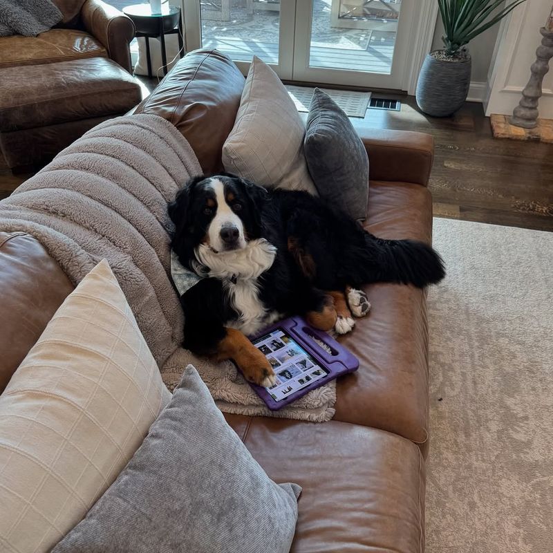 Bernese Mountain Dog