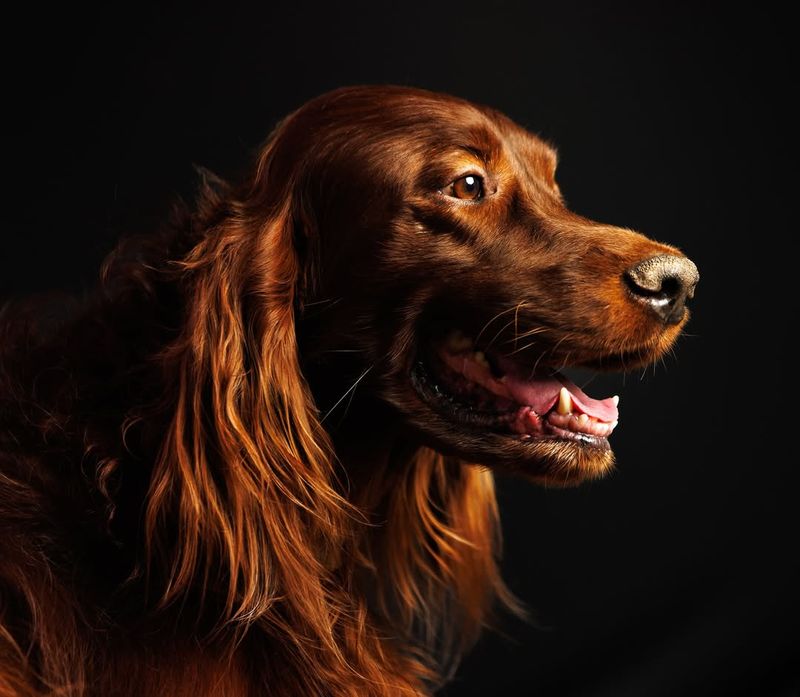 Irish Setter