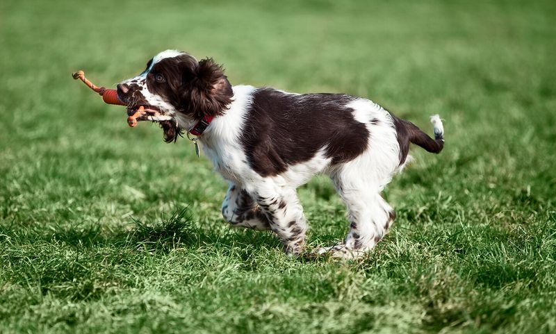English Springer Spaniel