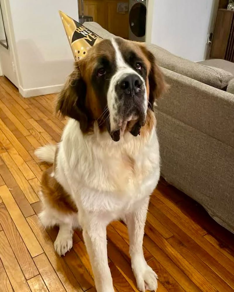 Saint Bernard