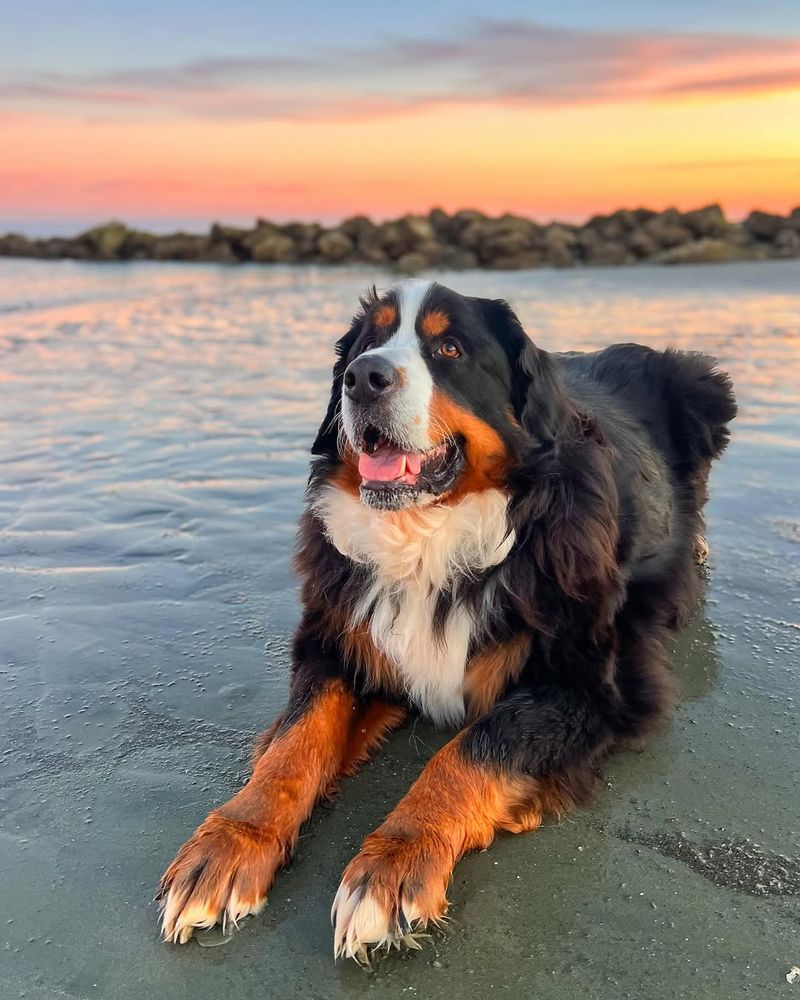 Bernese Mountain Dog