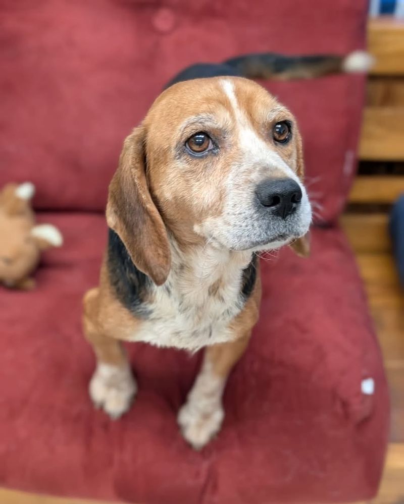 Beagle