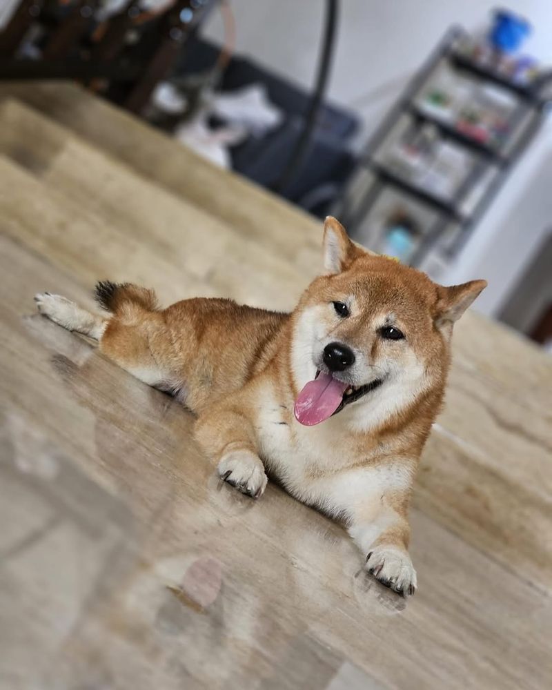 Shiba Inu