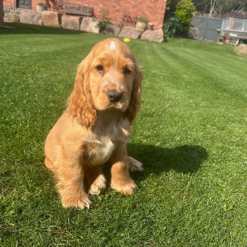 Cocker Spaniel