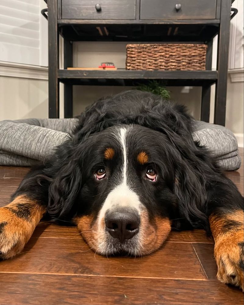 Bernese Mountain Dog