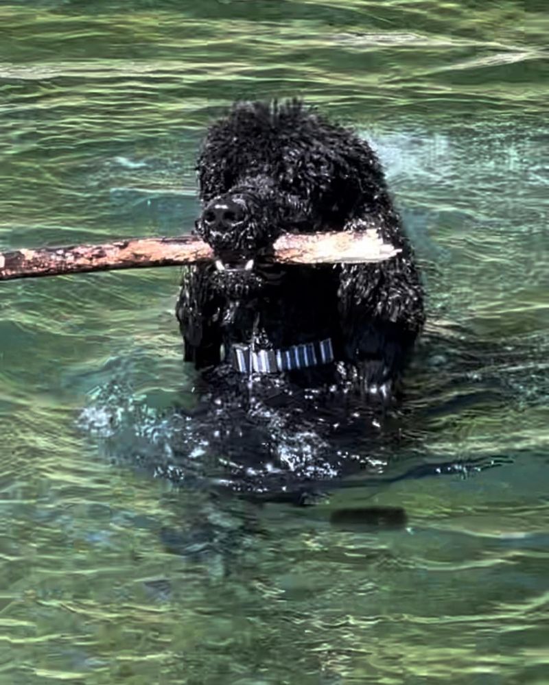 Portuguese Water Dog