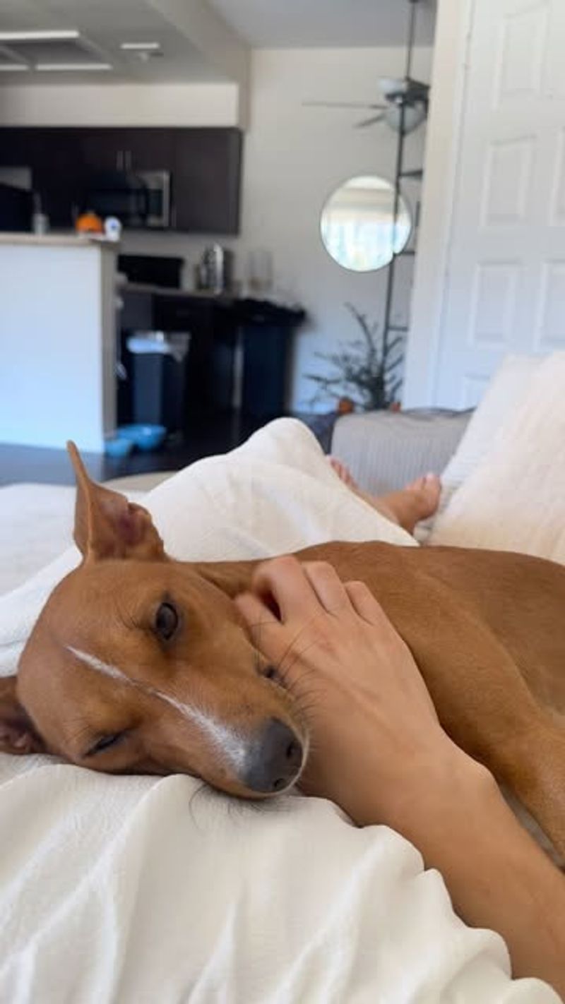Basenji