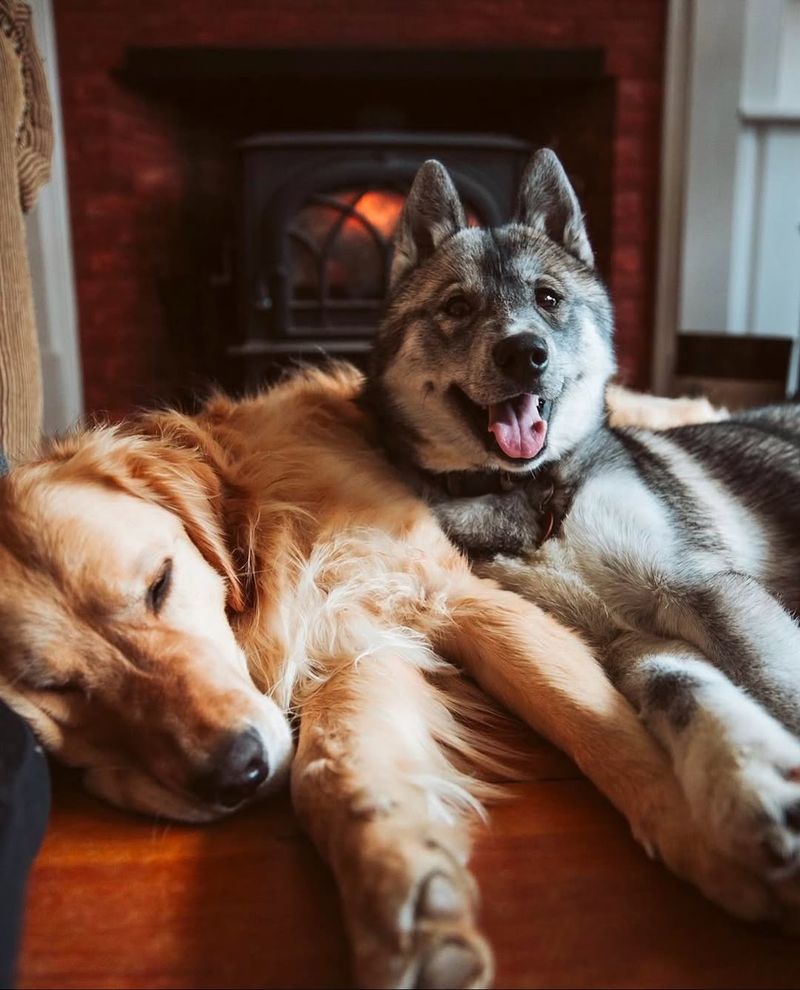 Keeshond