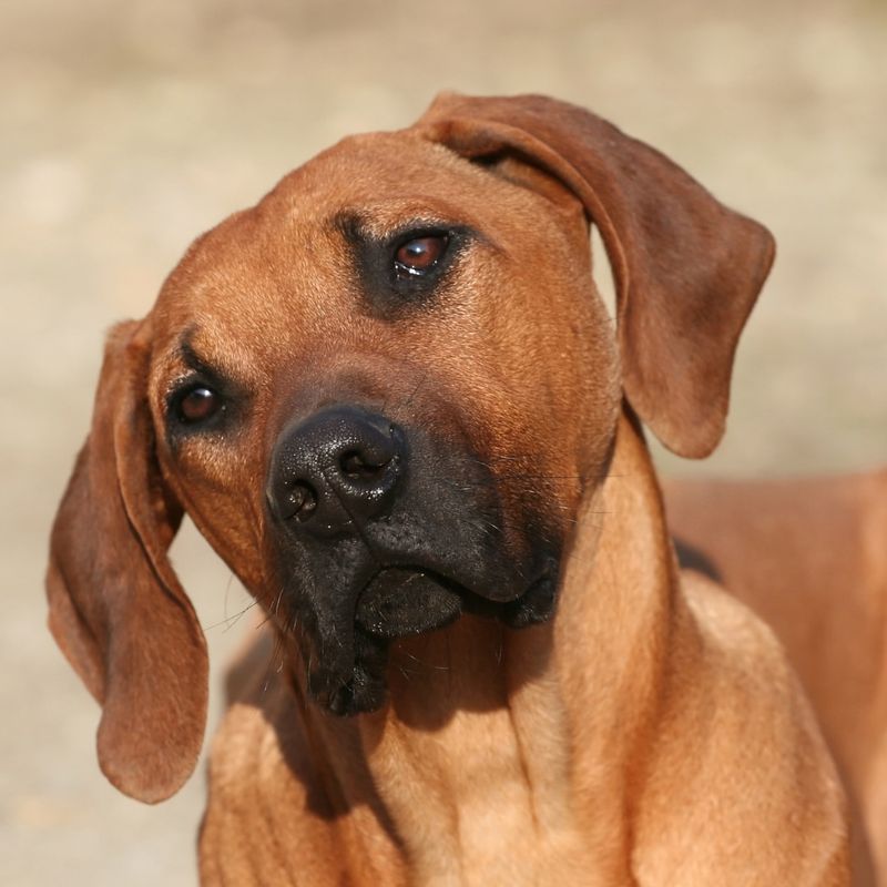 Rhodesian Ridgeback