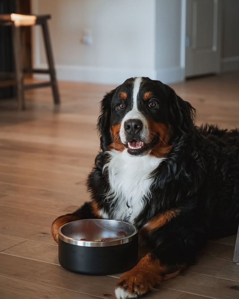 Bernese Mountain Dog