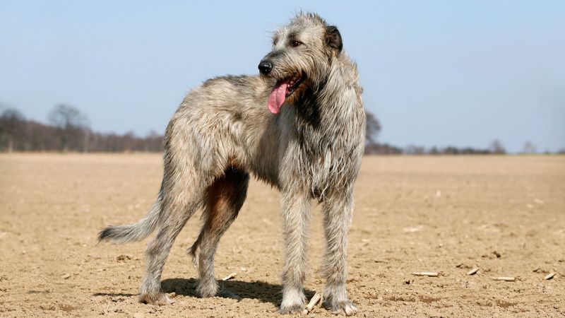 Irish Wolfhound