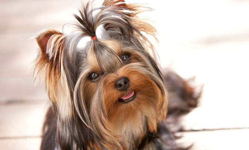 Yorkshire Terrier