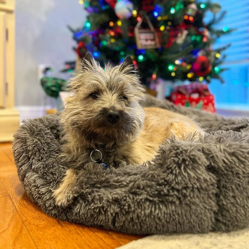 Cairn Terrier