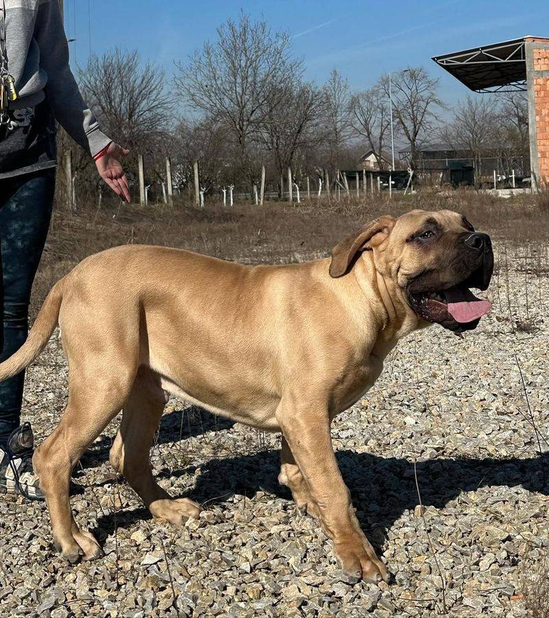 Boerboel