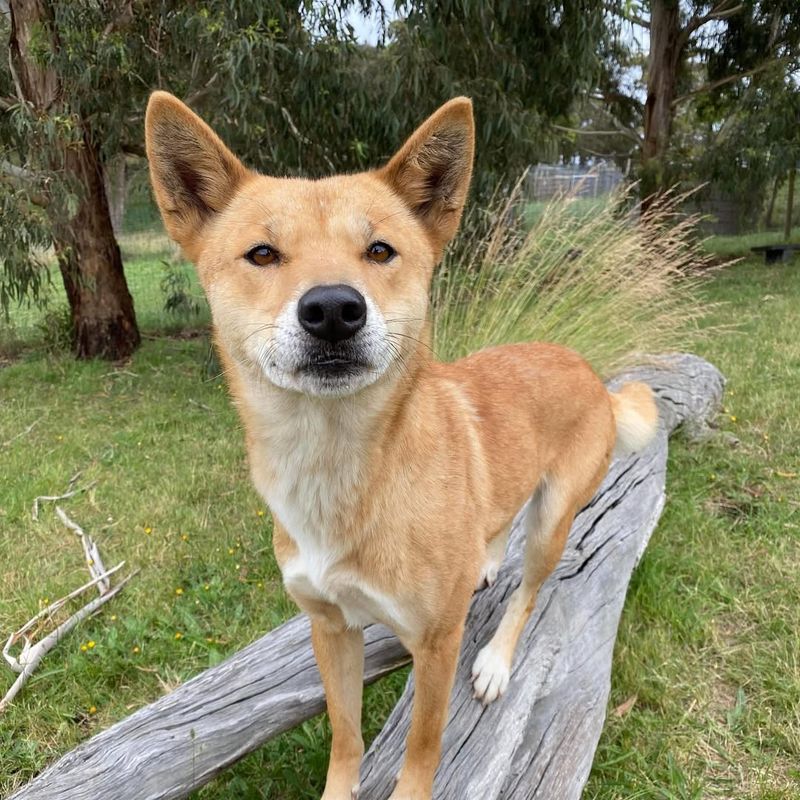 New Guinea Singing Dog