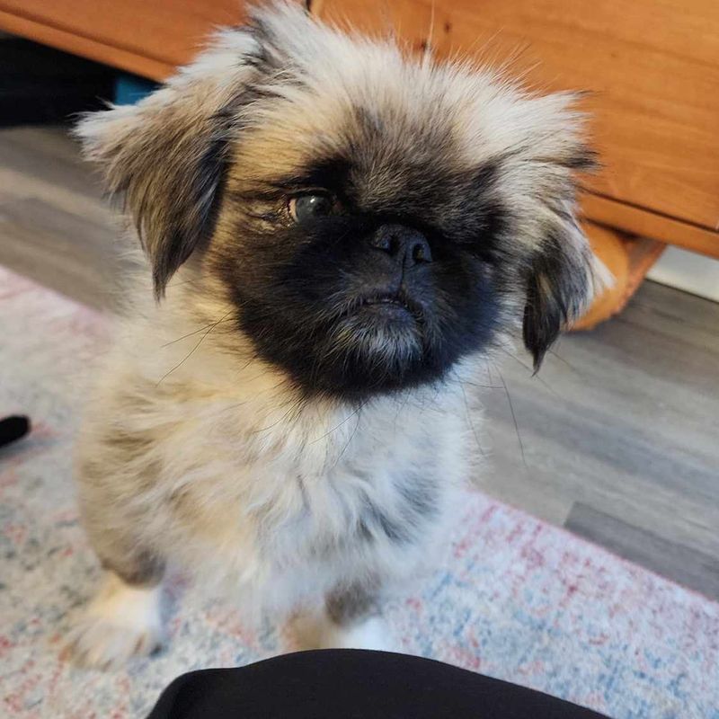 Pekingese