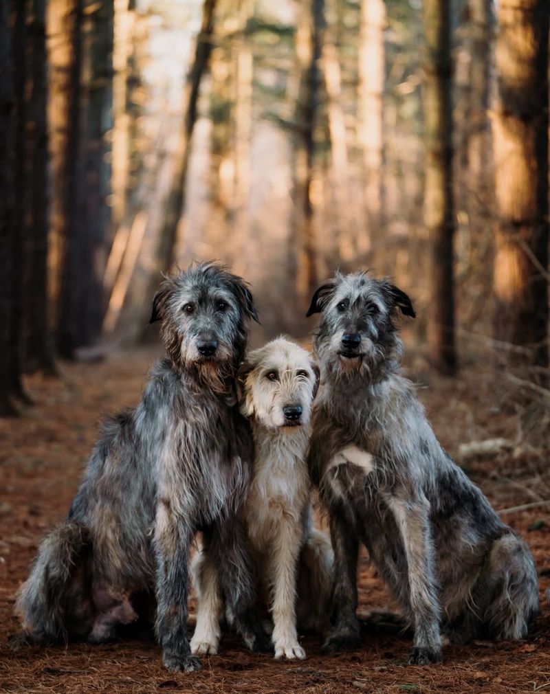 Irish Wolfhound