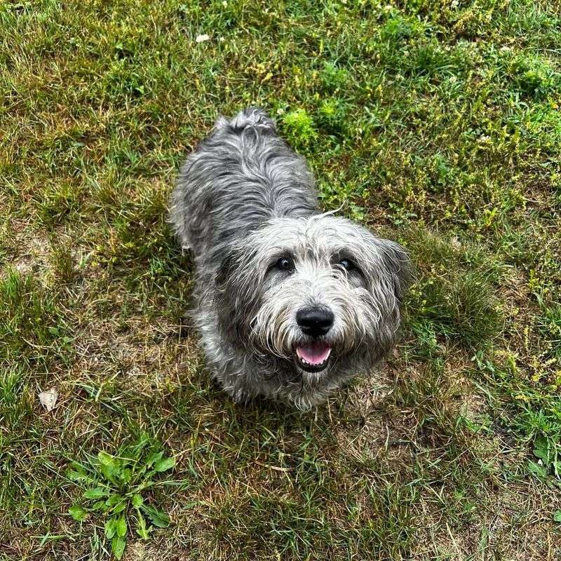 Glen of Imaal Terrier