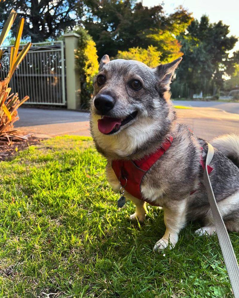 Swedish Vallhund