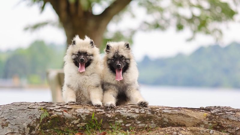 Keeshond