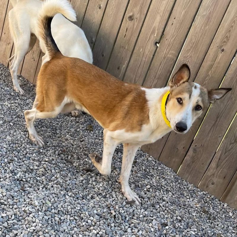 Canaan Dog