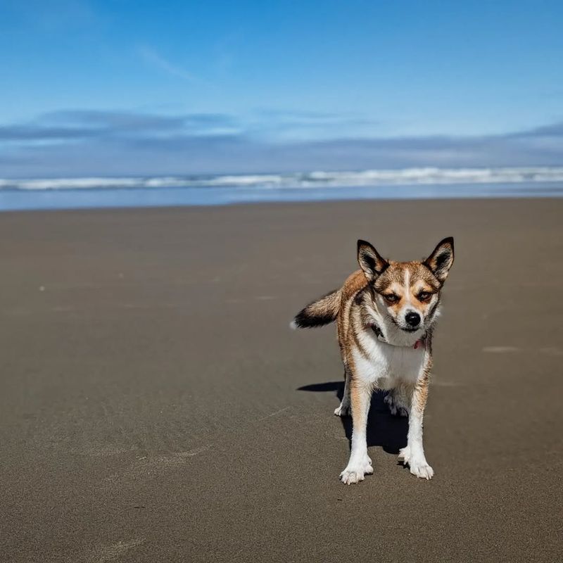 Norwegian Lundehund