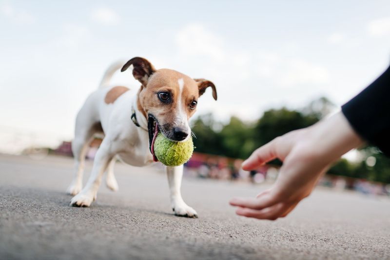 Playing Fetch with Joy