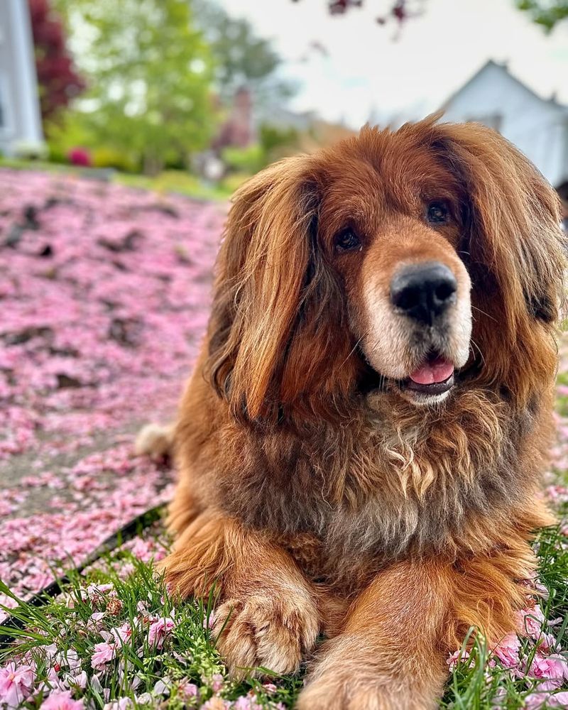 Tibetan Mastiff