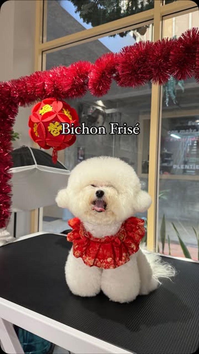 Bichon Frise