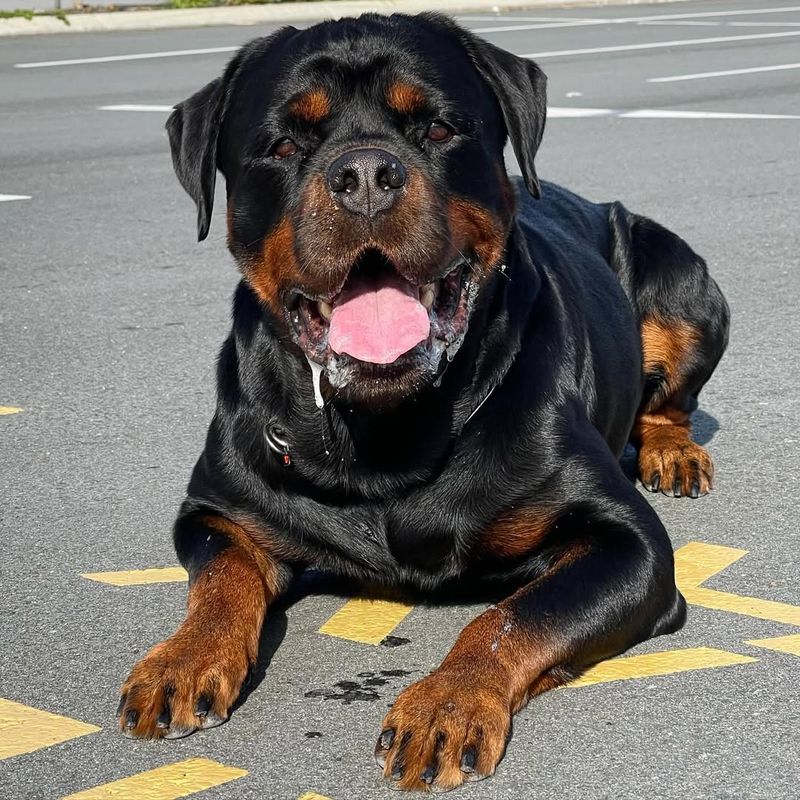 Rottweiler