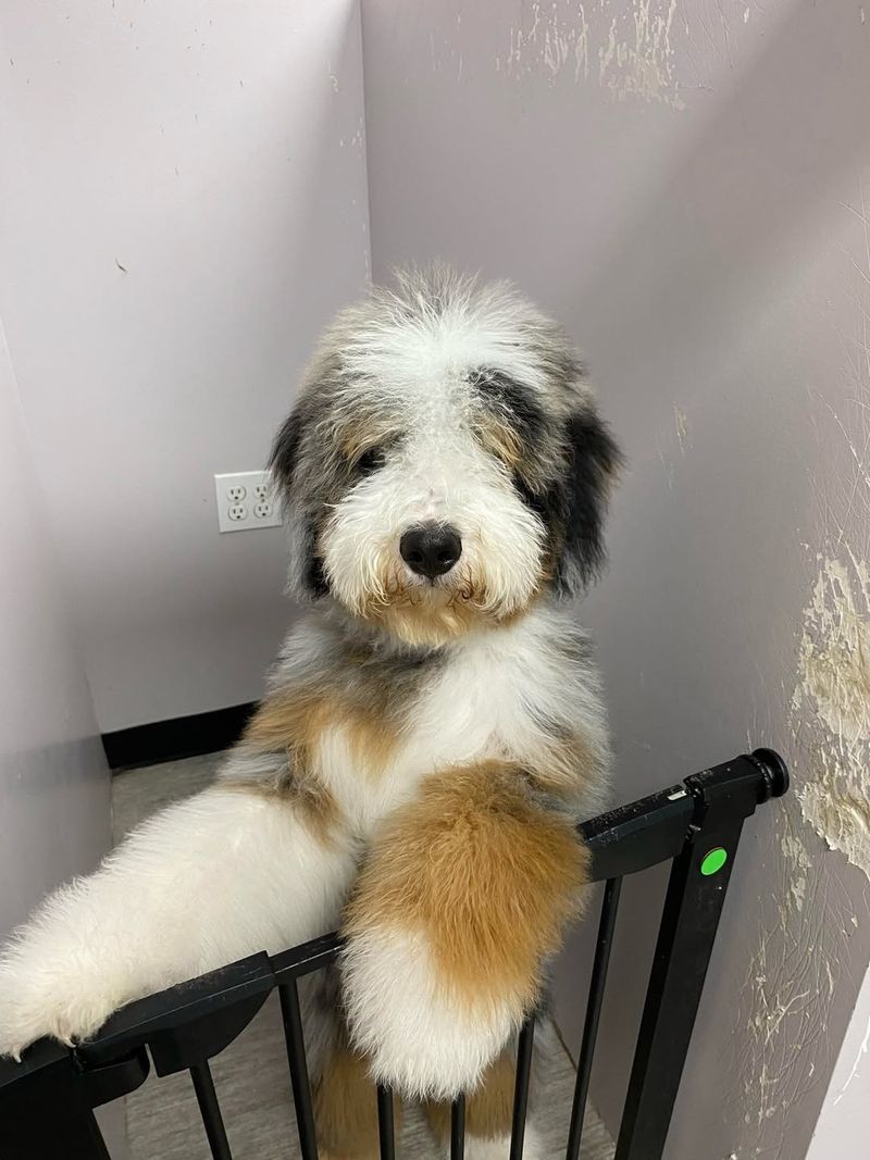 Old English Sheepdog