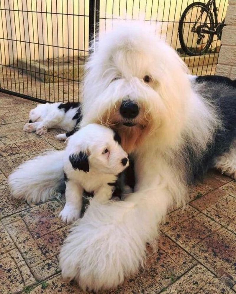 Old English Sheepdog