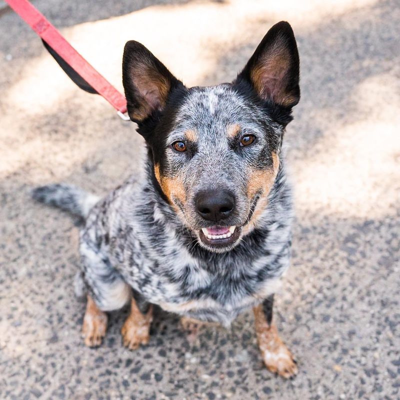 Origin of the Blue Heeler