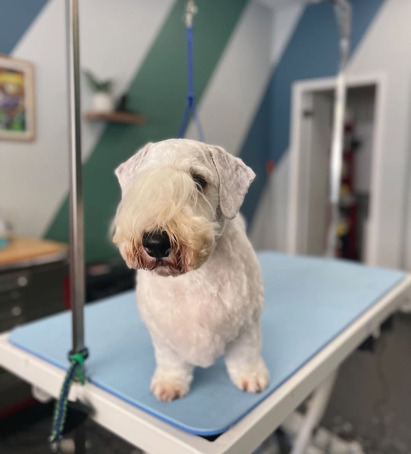 Sealyham Terrier