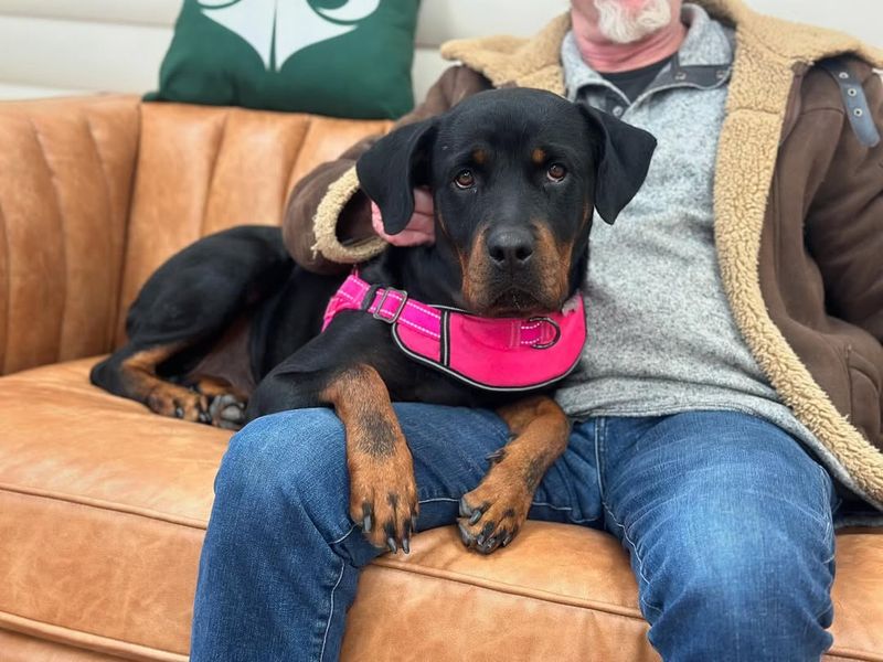Rottweiler