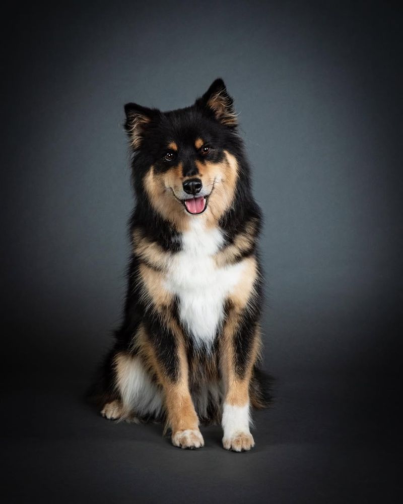 Finnish Lapphund