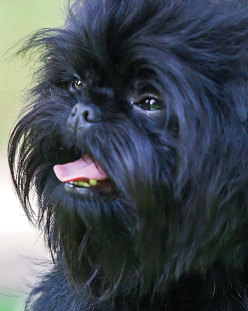Affenpinscher
