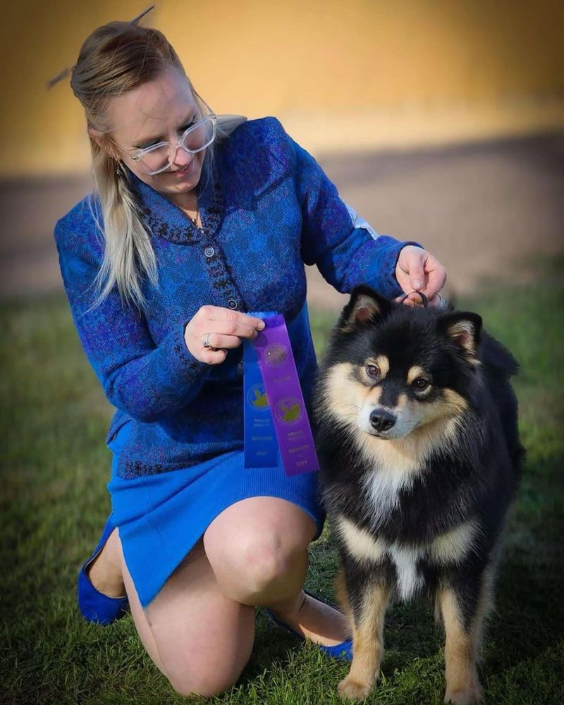 Finnish Lapphund