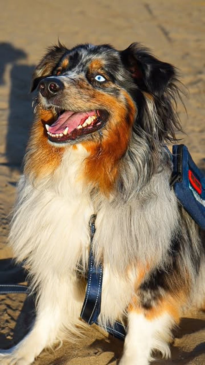 Australian Shepherd