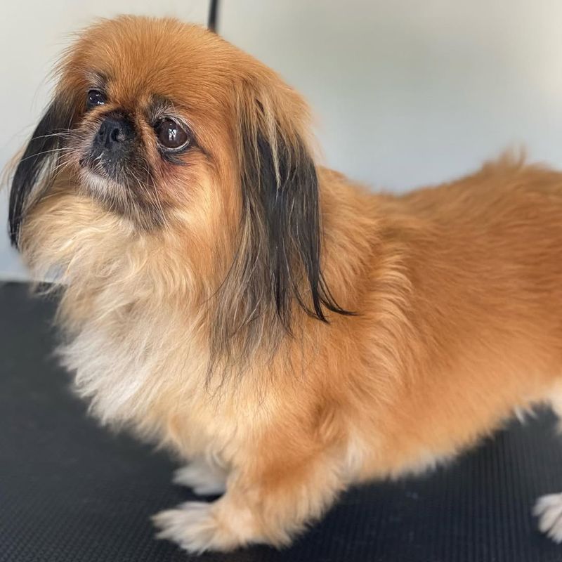 Pekingese