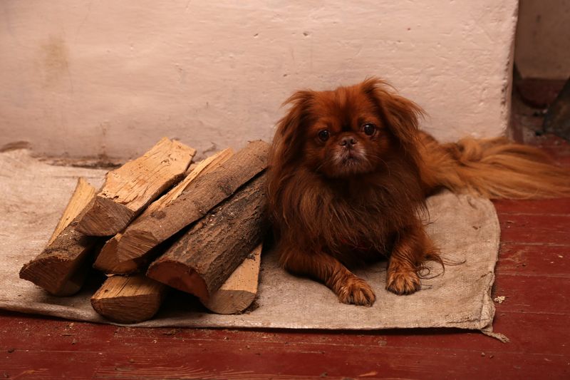 Tibetan Spaniel