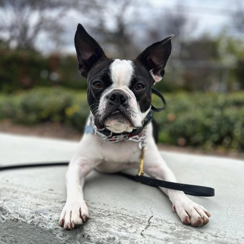 Boston Terrier