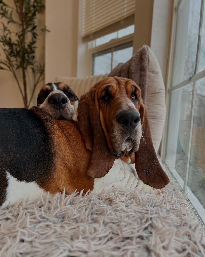 Basset Hound