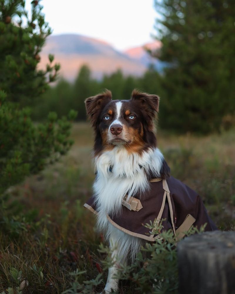 Australian Shepherd