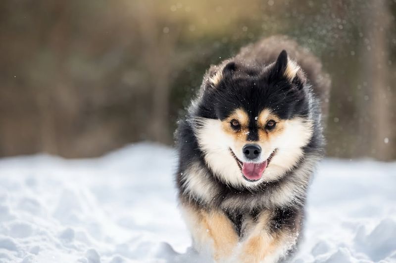 Finnish Lapphund